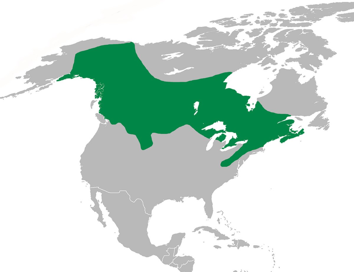 PcanadensisMap.jpg