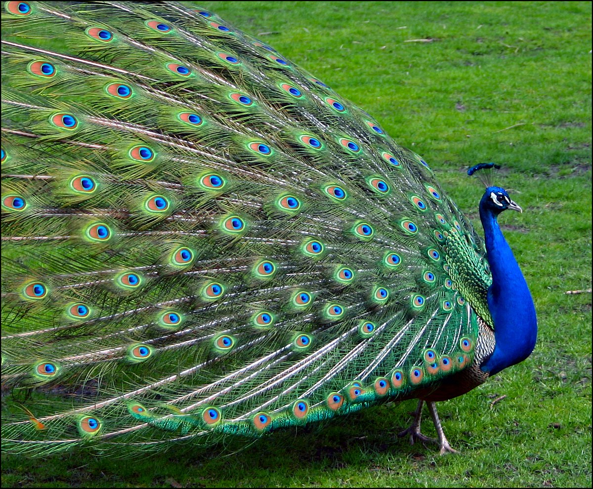 PeackockSide.jpg