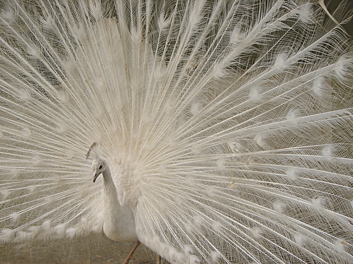 Peacock 00782.jpg