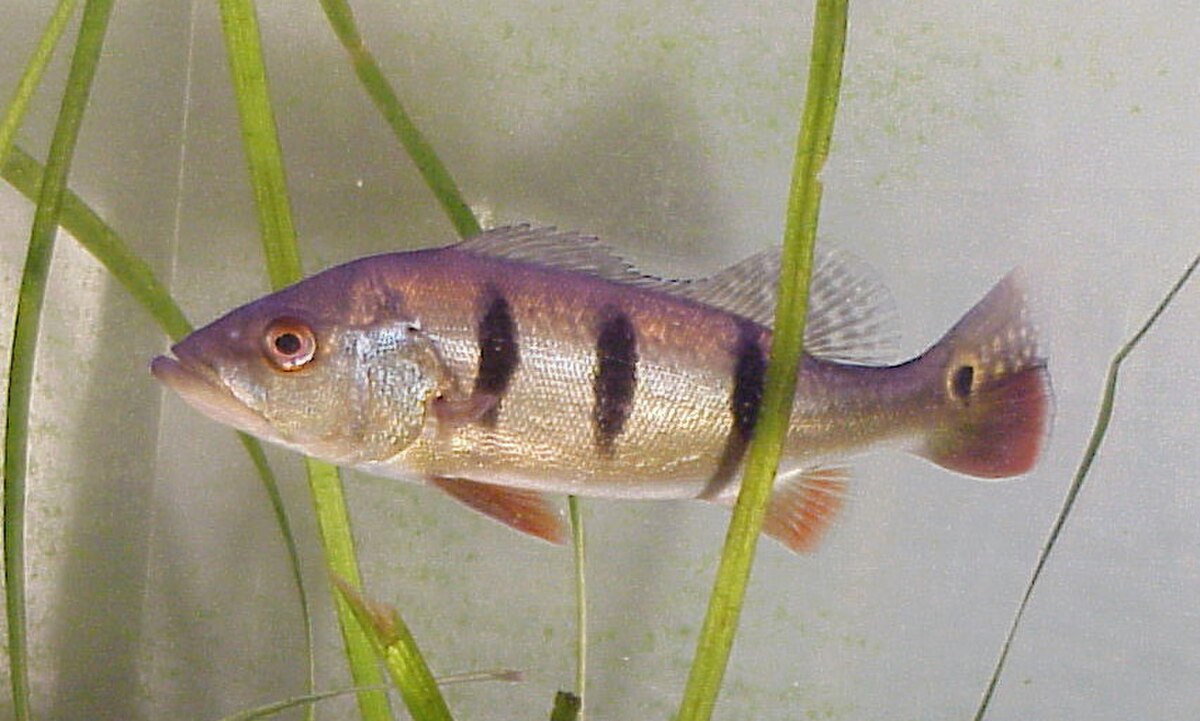 Cichla