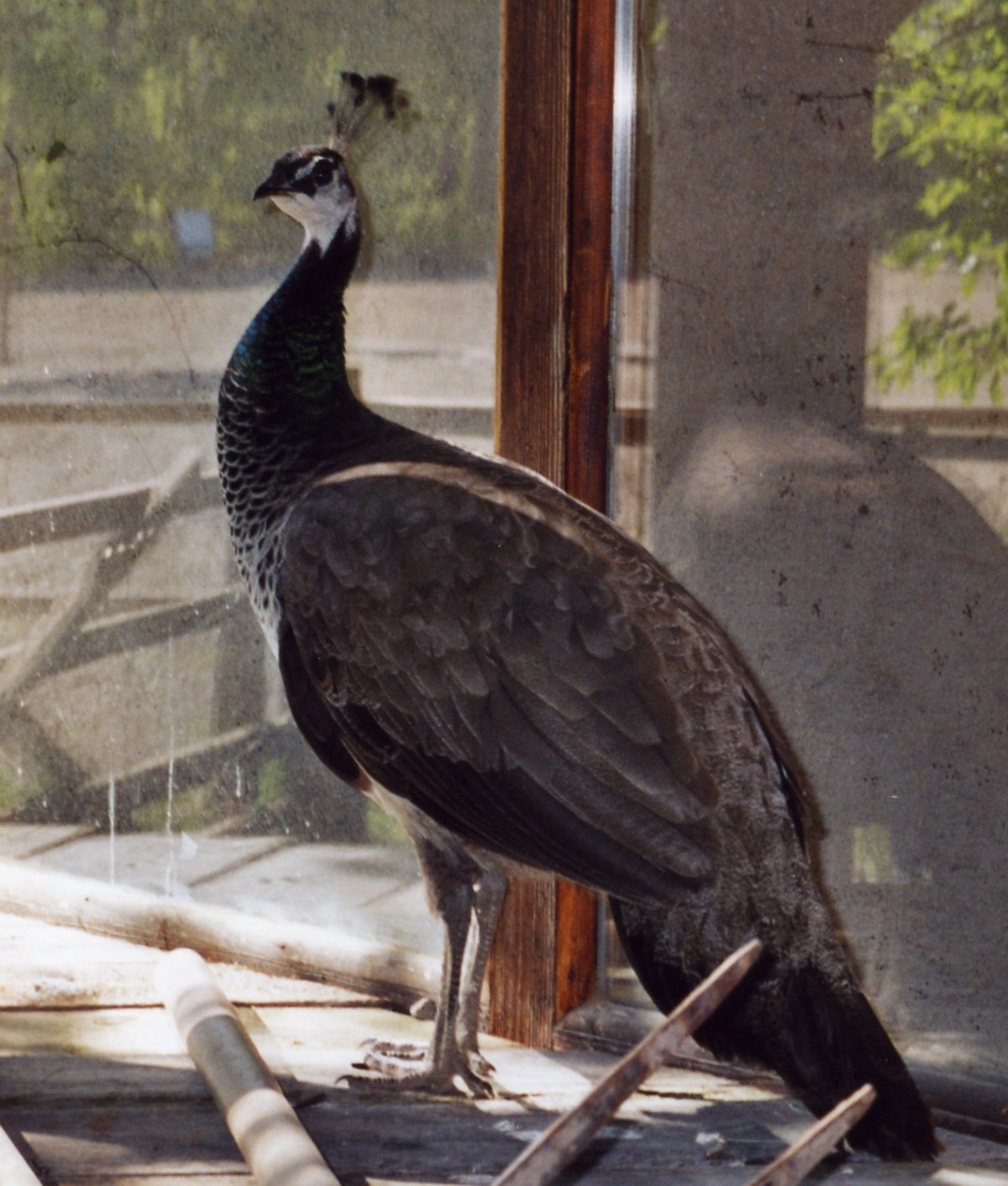 Peacock female1.jpg
