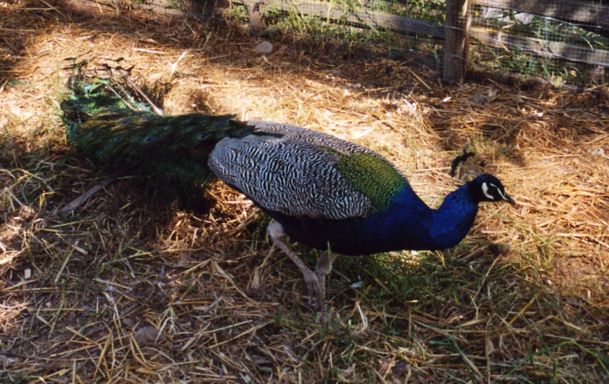 Peacock male1.jpg
