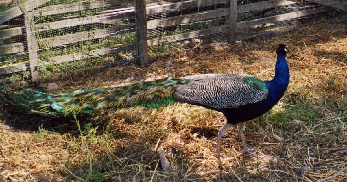 Peacock male2.jpg