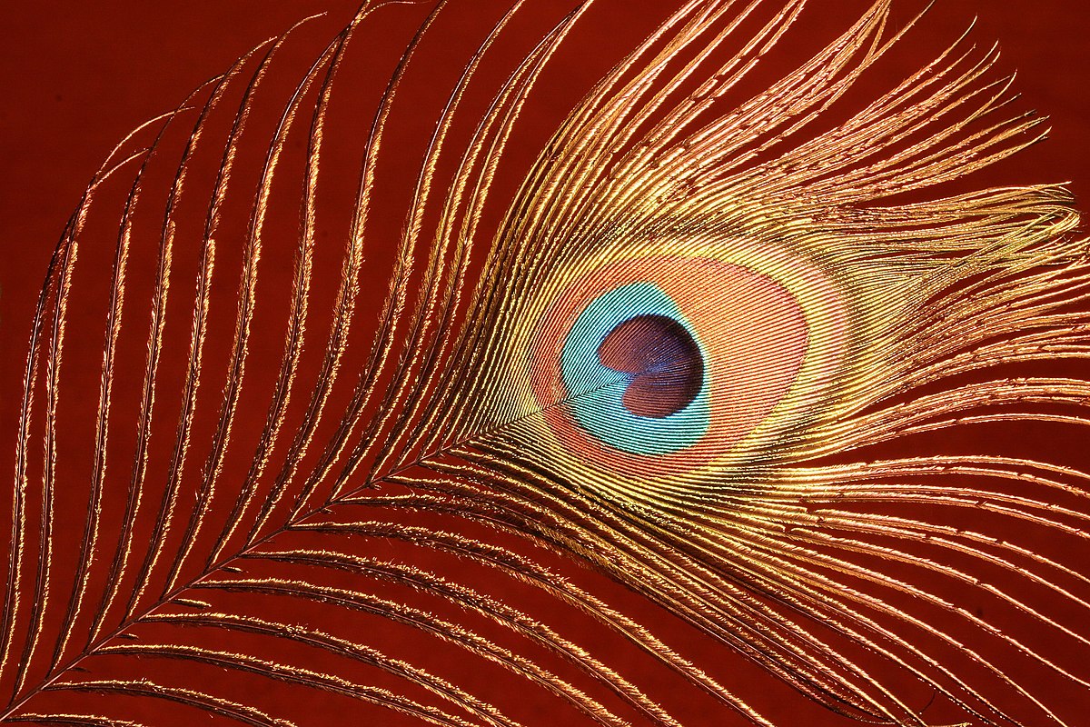 Peacock tail feather.jpg