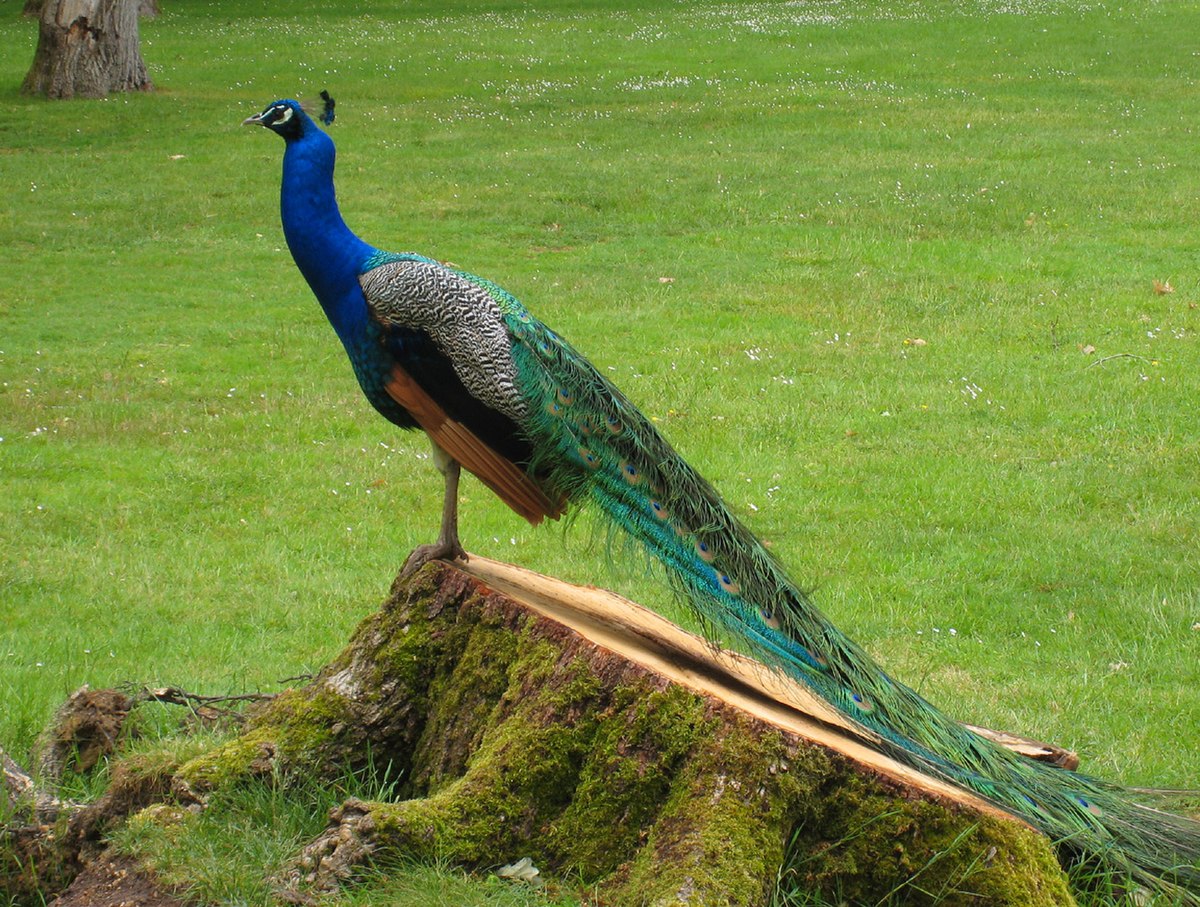 Paon bleu