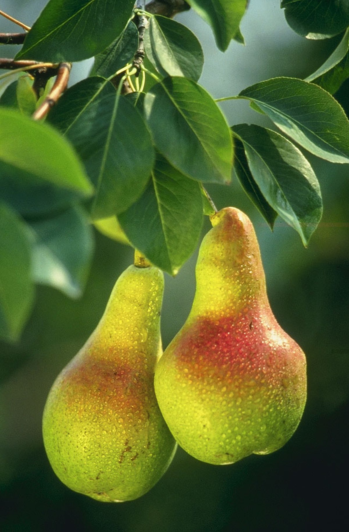 Poire