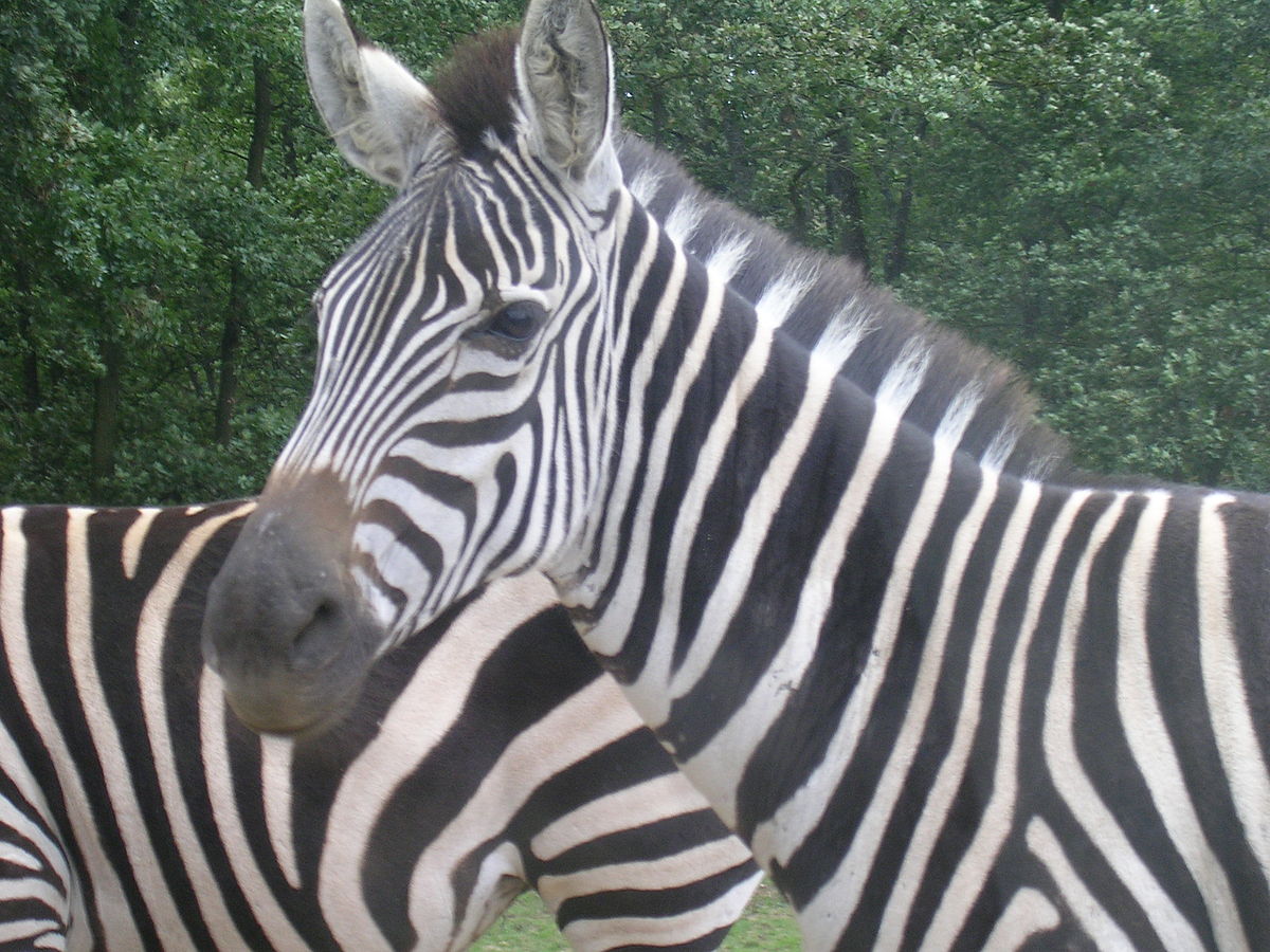 Safari de Peaugres