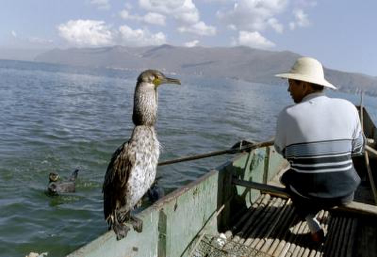 Pêche au cormoran