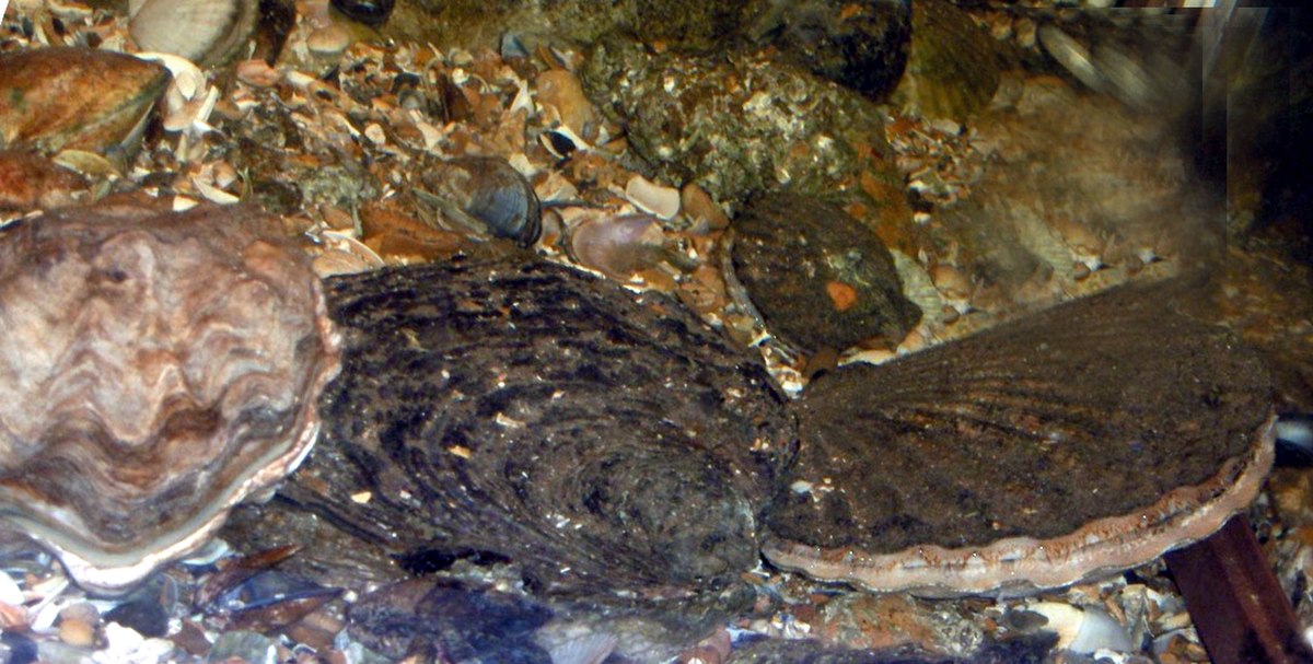 Pecten maximus au centre et à droite (et Ostrea edulis à gauche)