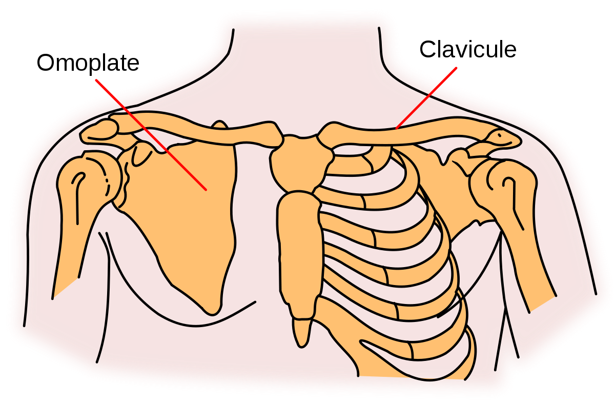 Clavicule