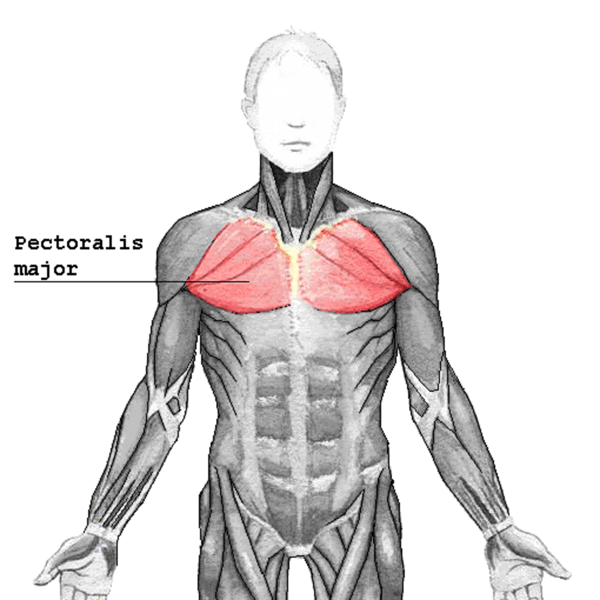 Muscle grand pectoral