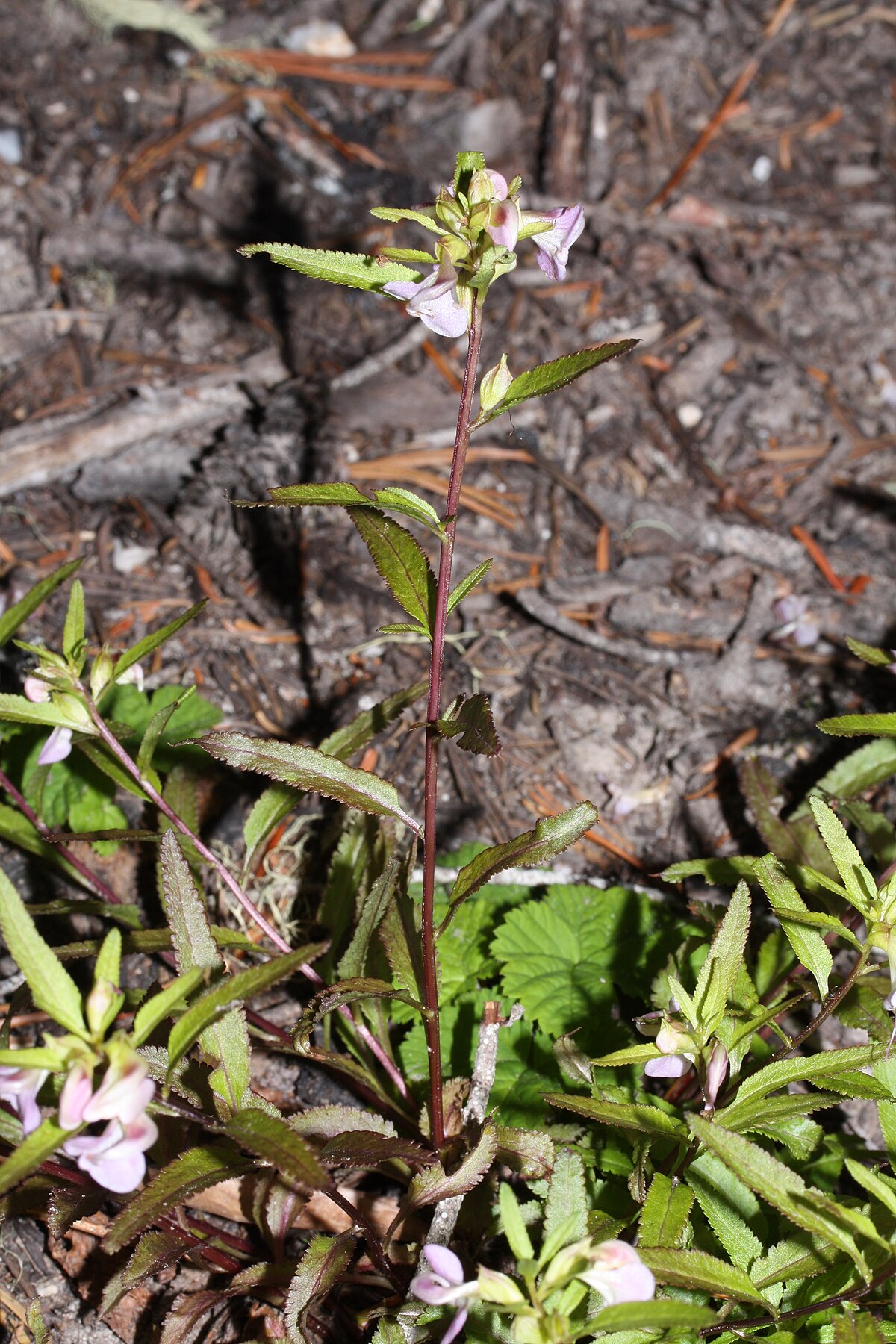 Pedicularis racemosa