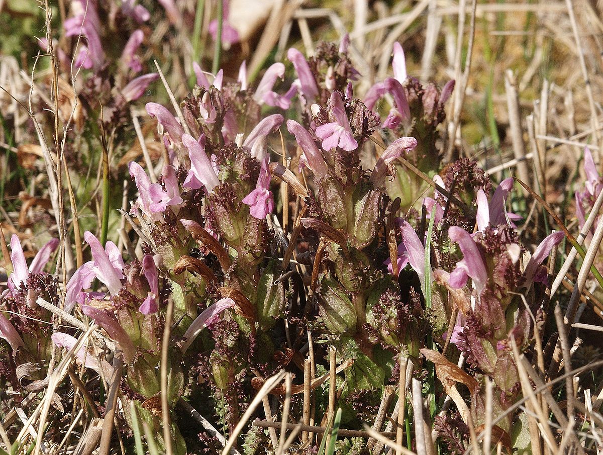 Pedicularis