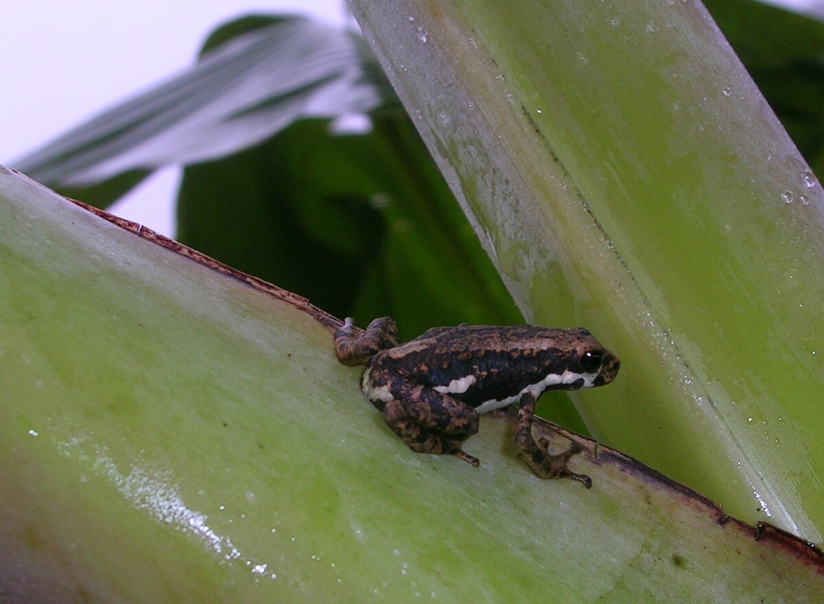 Pedostibes tuberculosus
