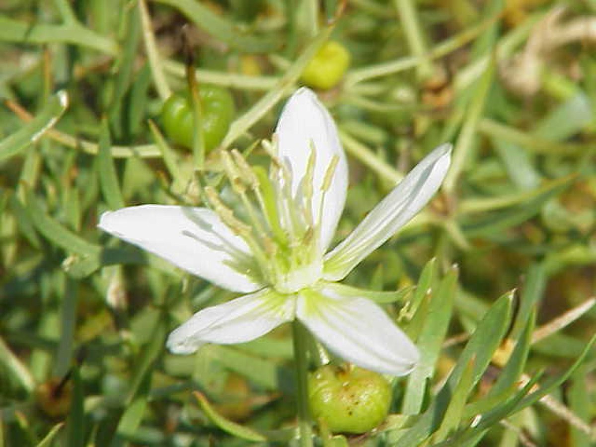 Nitrariaceae