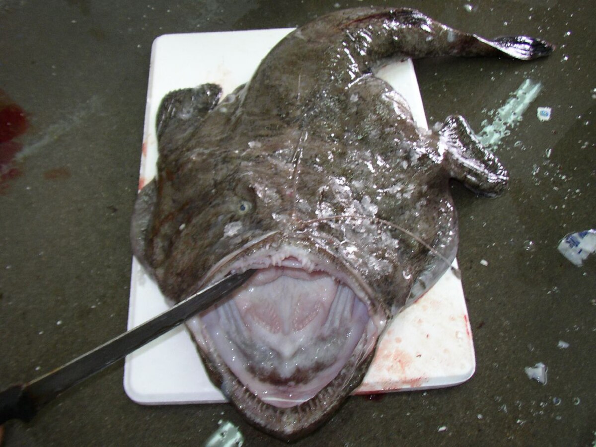 Peixe sapo branco.jpg