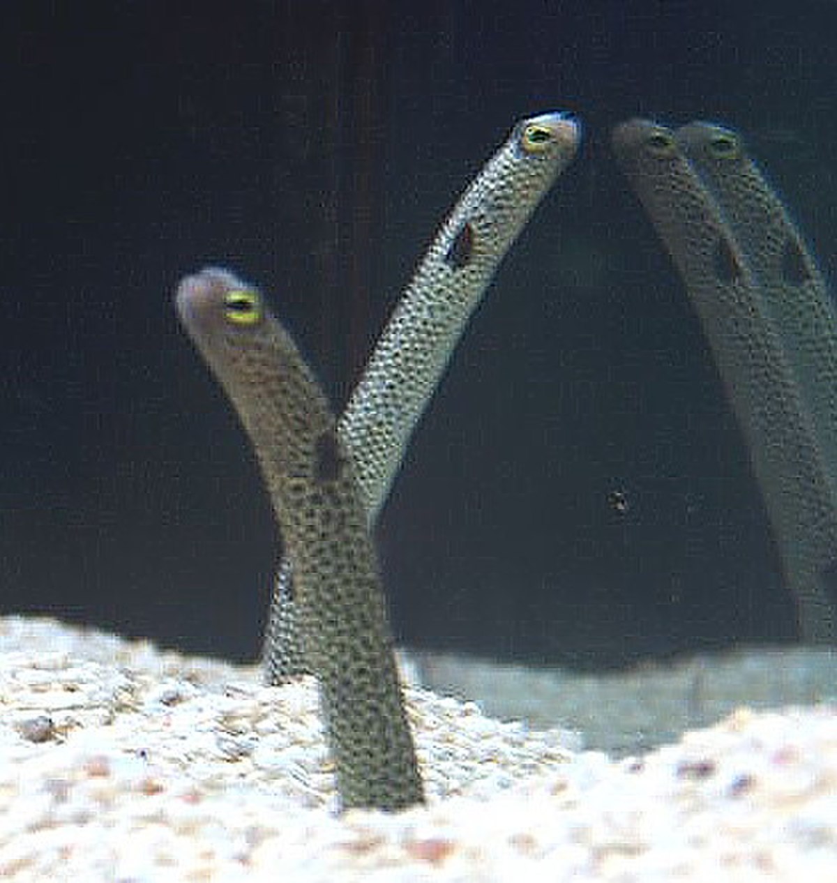 Heteroconger hassi