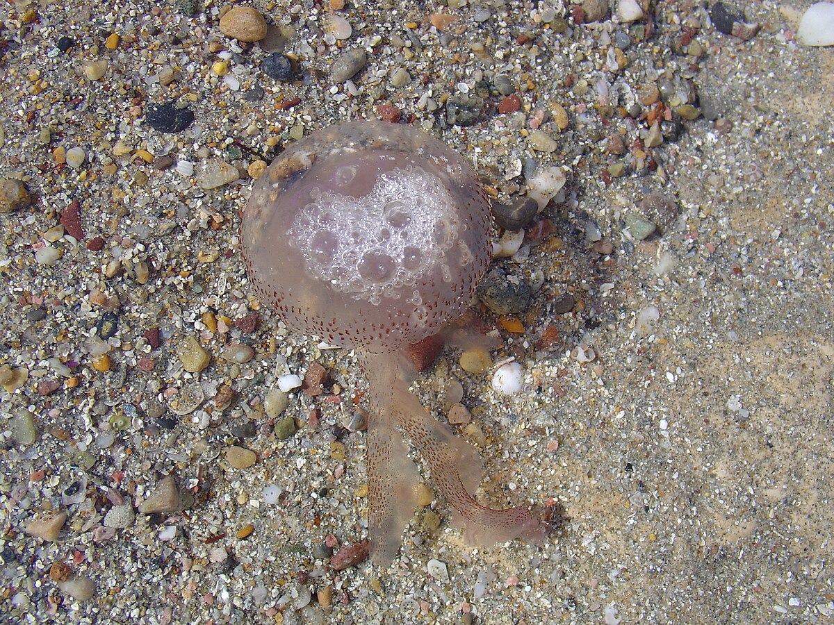 Pelagia noctiluca re.JPG