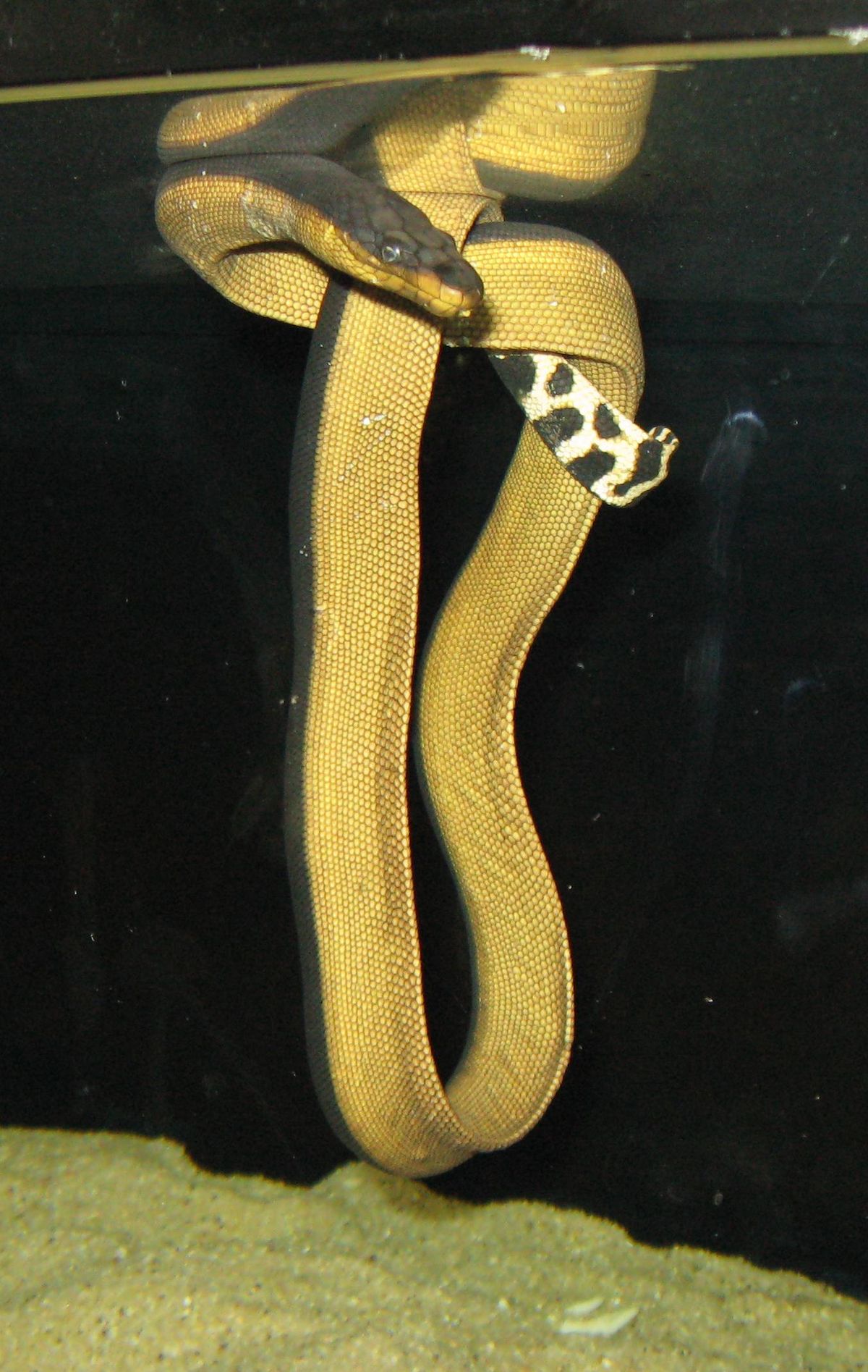 Pelamis platura