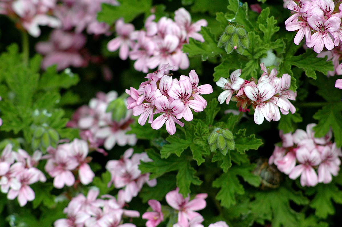 Pélargonium