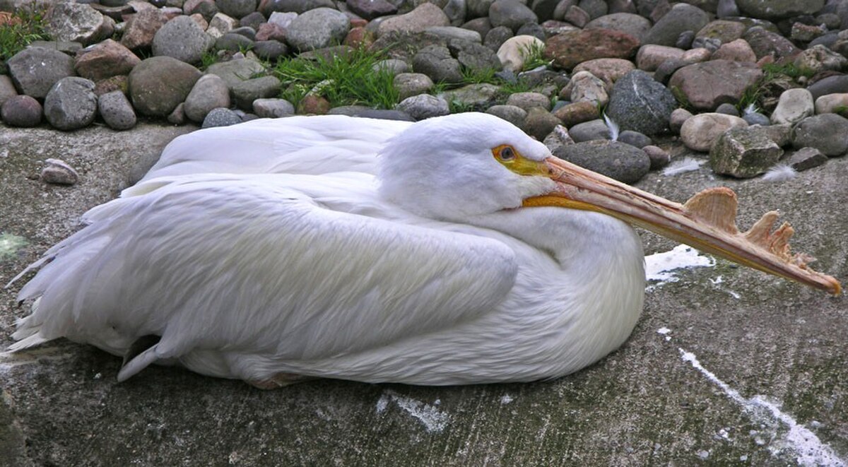 Pelican Edinburgh Zoo 2004 SMC.jpg