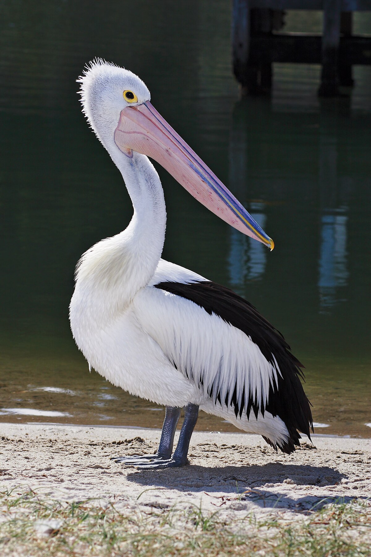 Pelecanus conspicillatus
