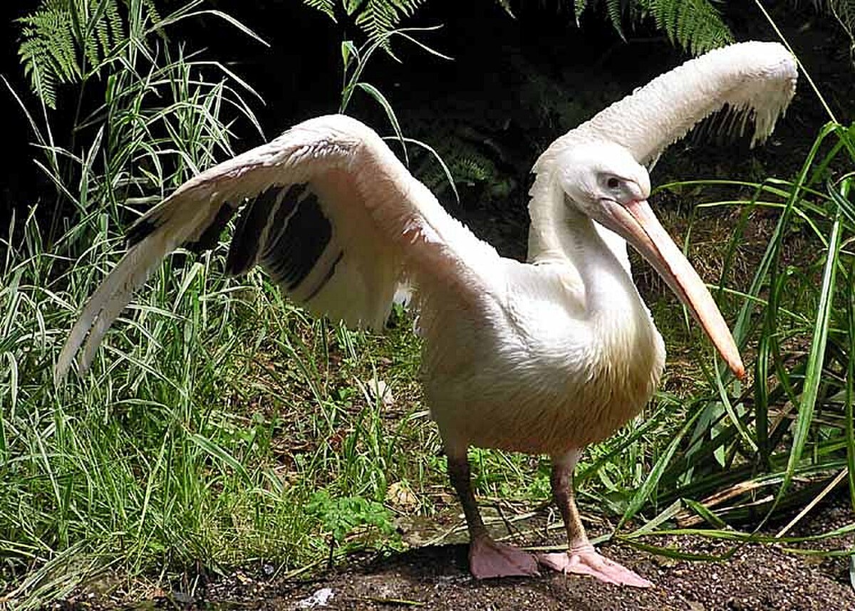 Pélican blanc