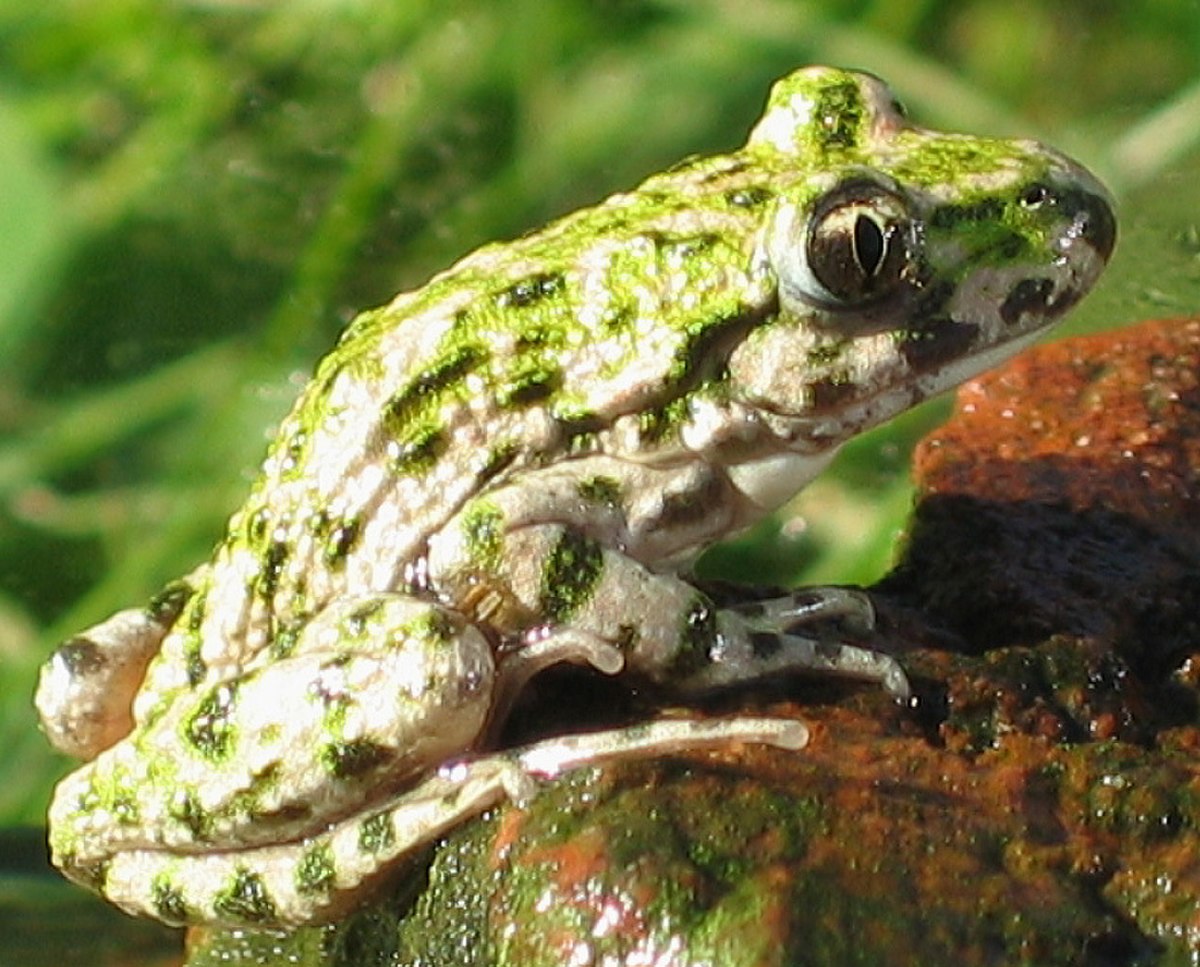 Lissamphibia