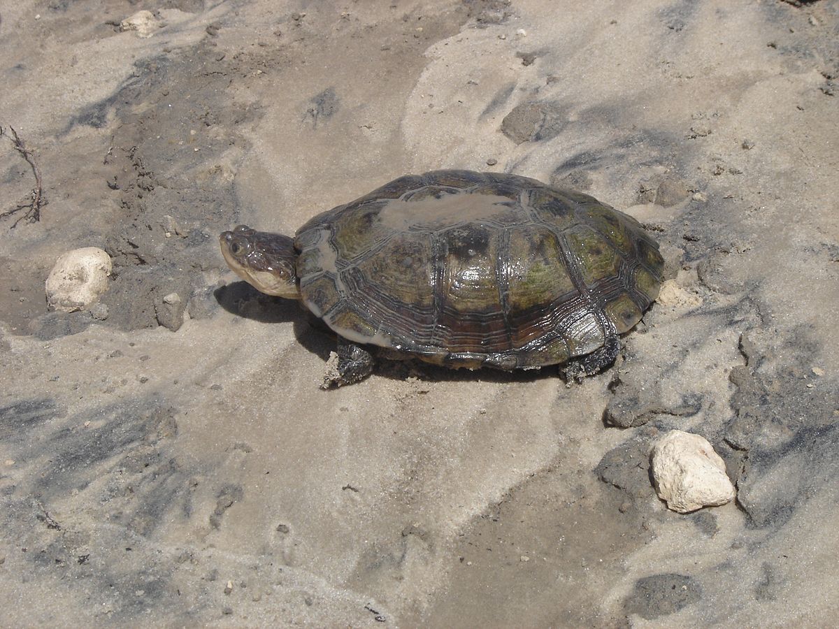Pelomedusa subrufa