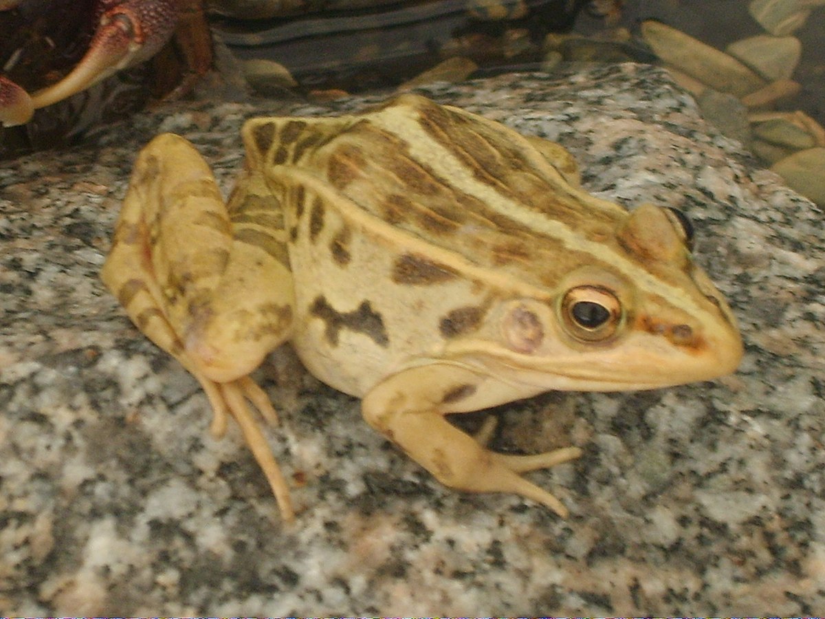 Pelophylax nigromaculatus