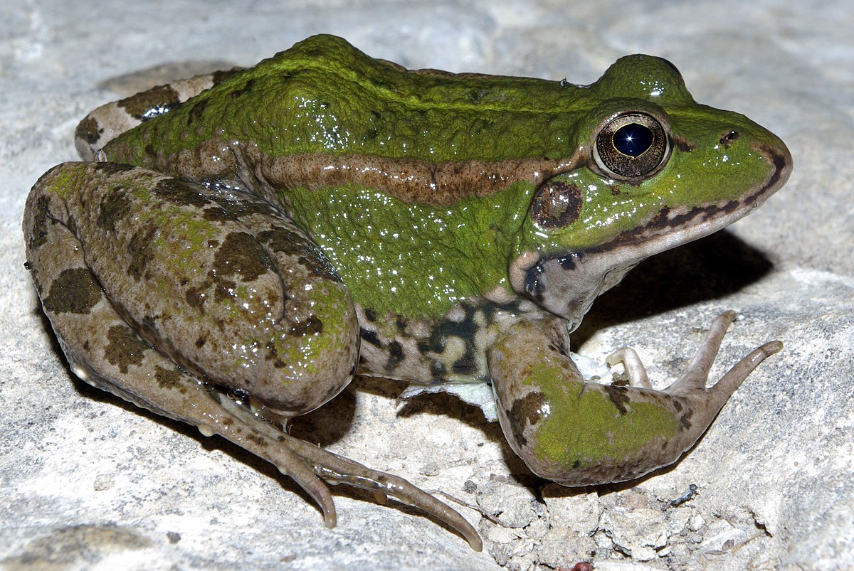Pelophylax