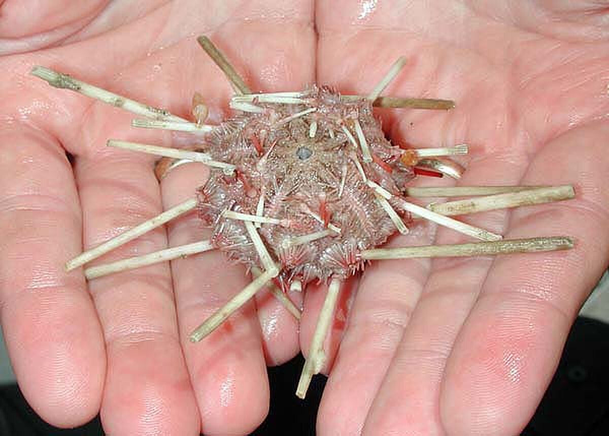 De nombreux organismes sont tués ou blessés par les chaluts de fonds