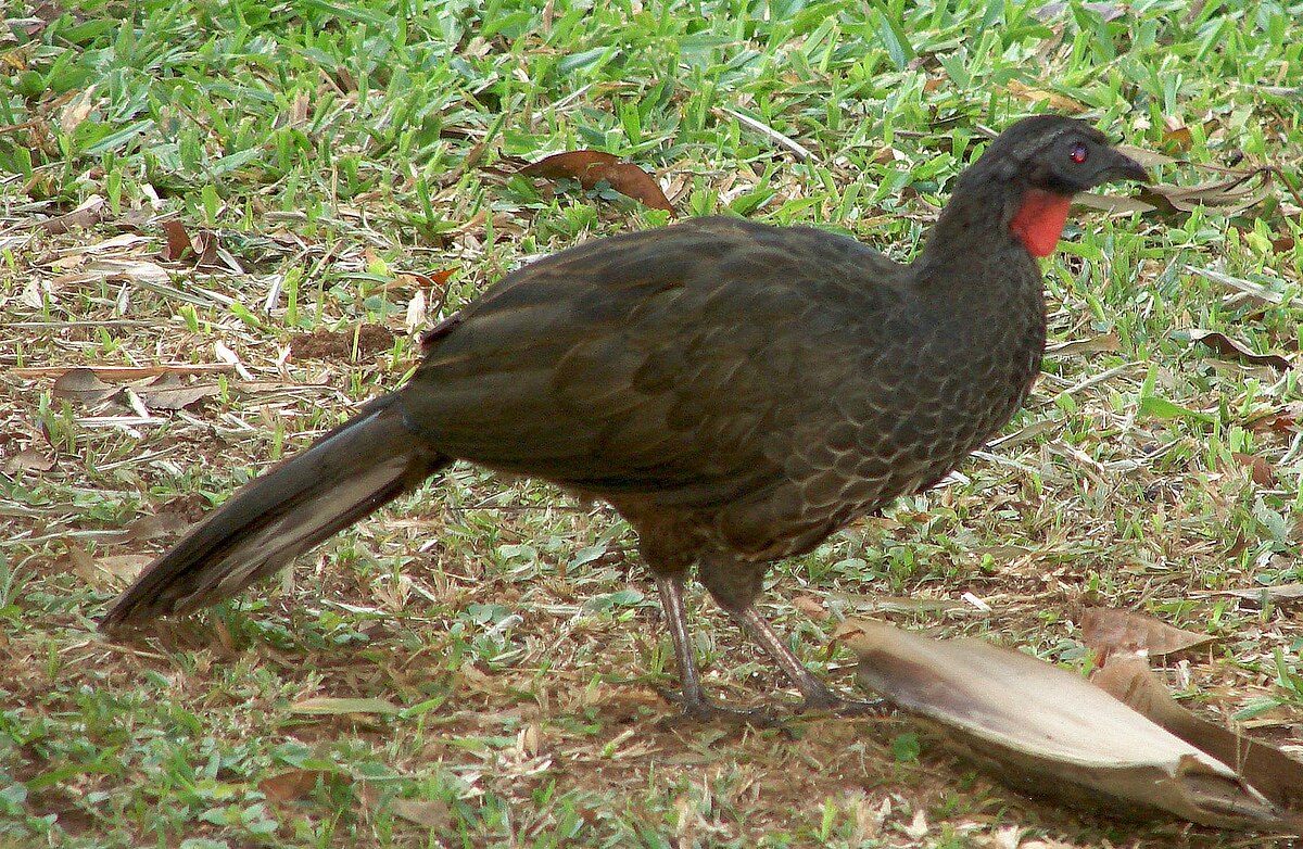 Pénélope péoa