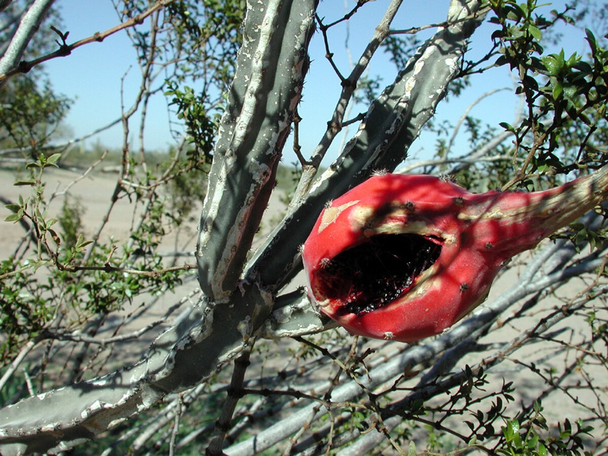 Peniocereus greggii
