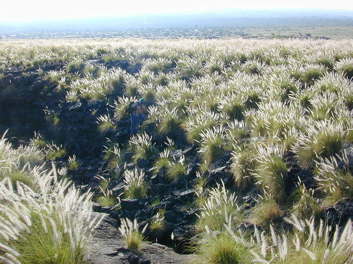 Pennisetum