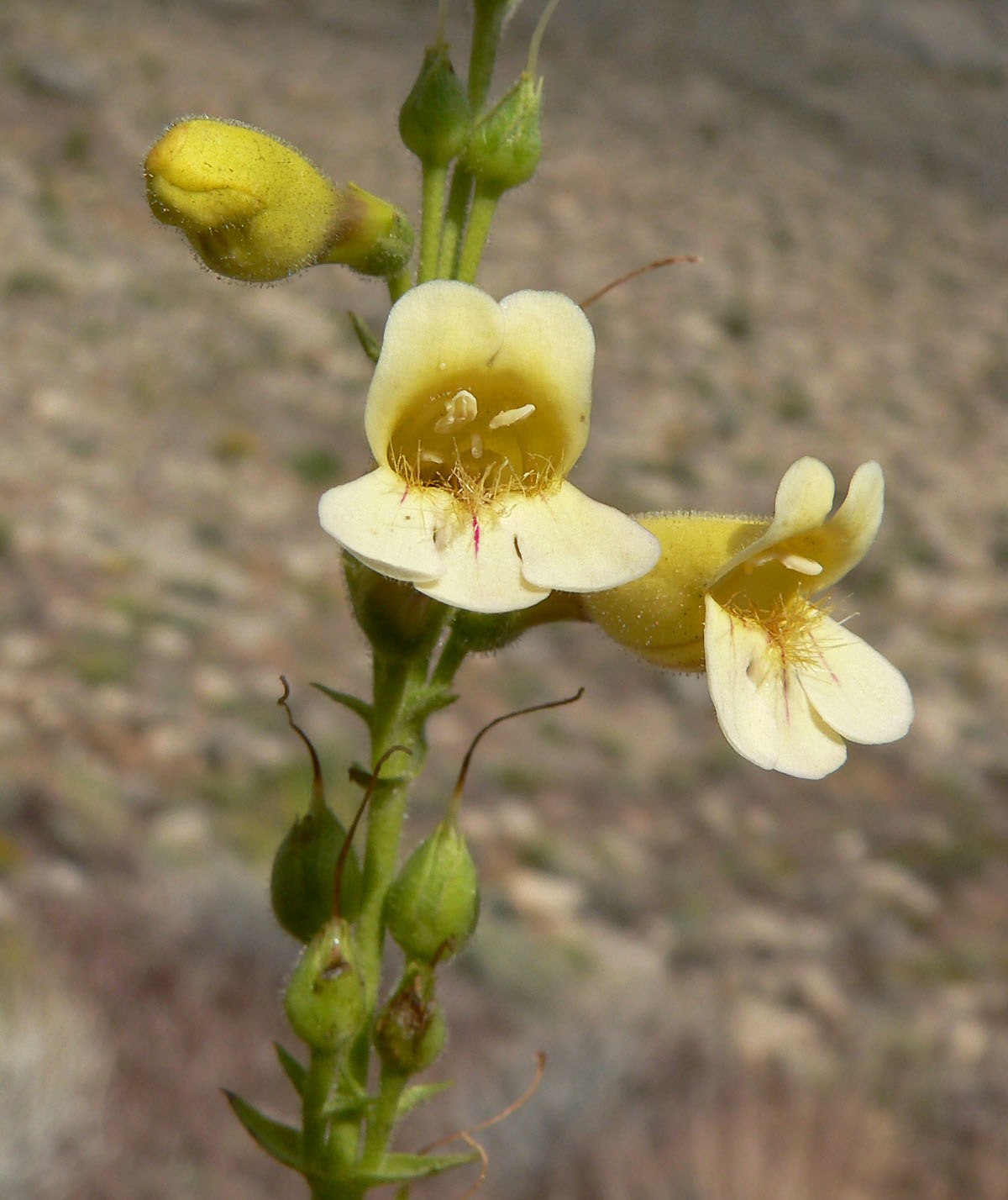 Penstemon bicolor