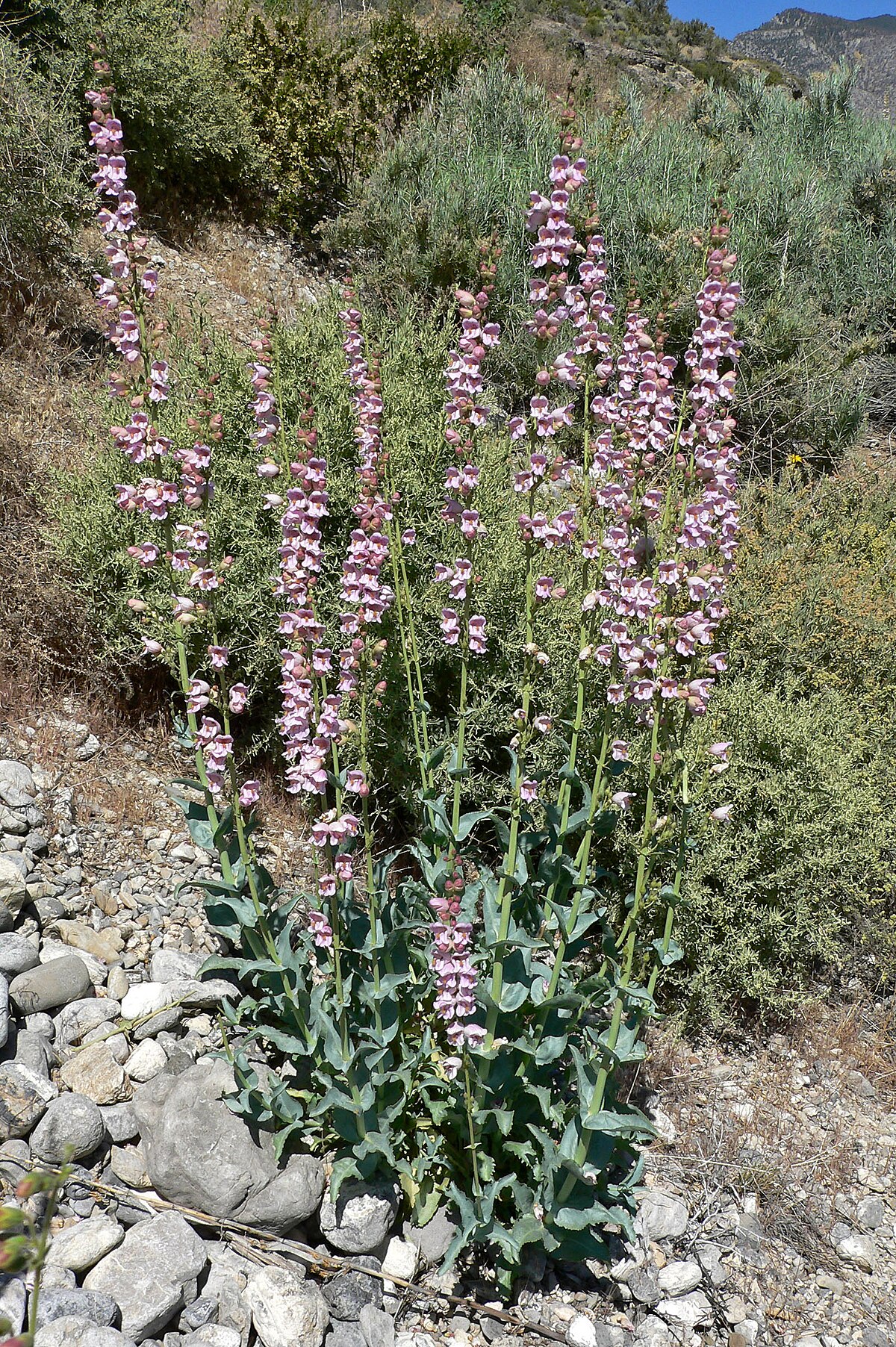 Penstemon palmeri