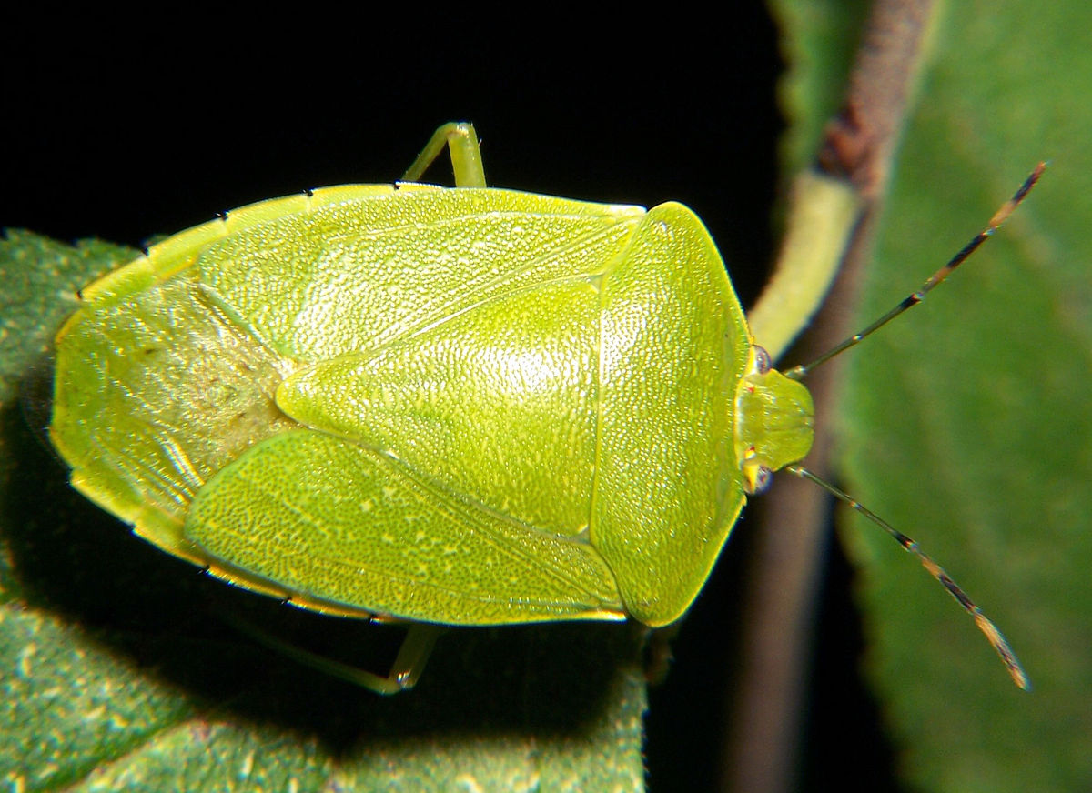 Acrosternum hilare