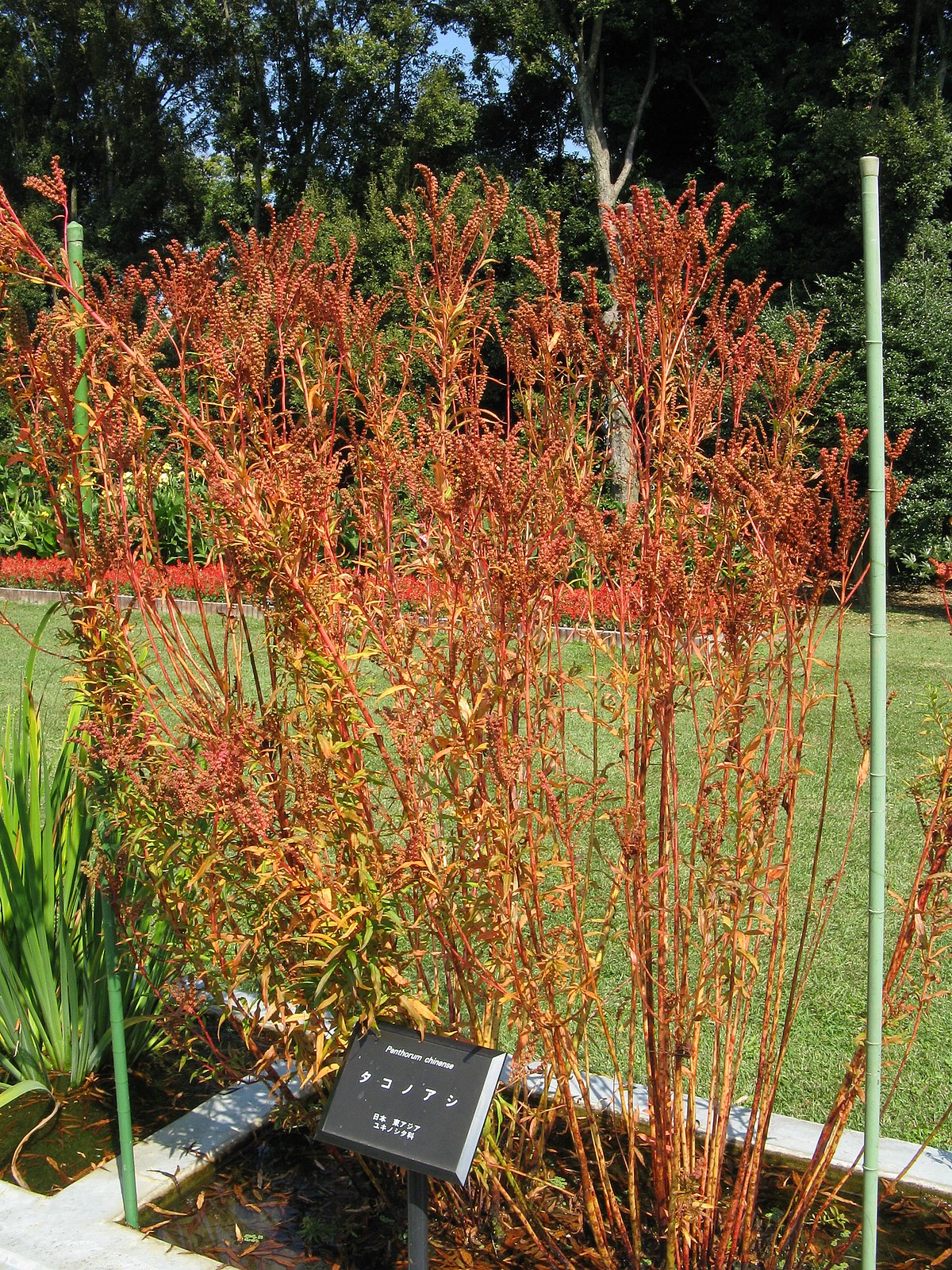 Penthoraceae