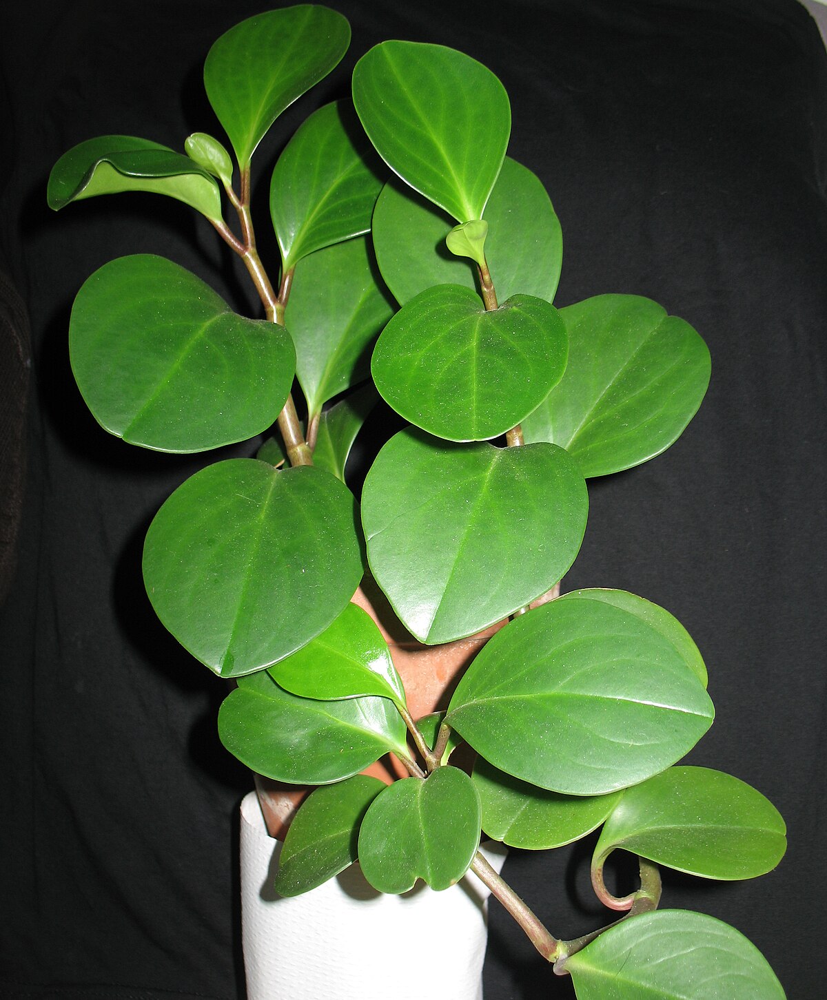 Peperomia