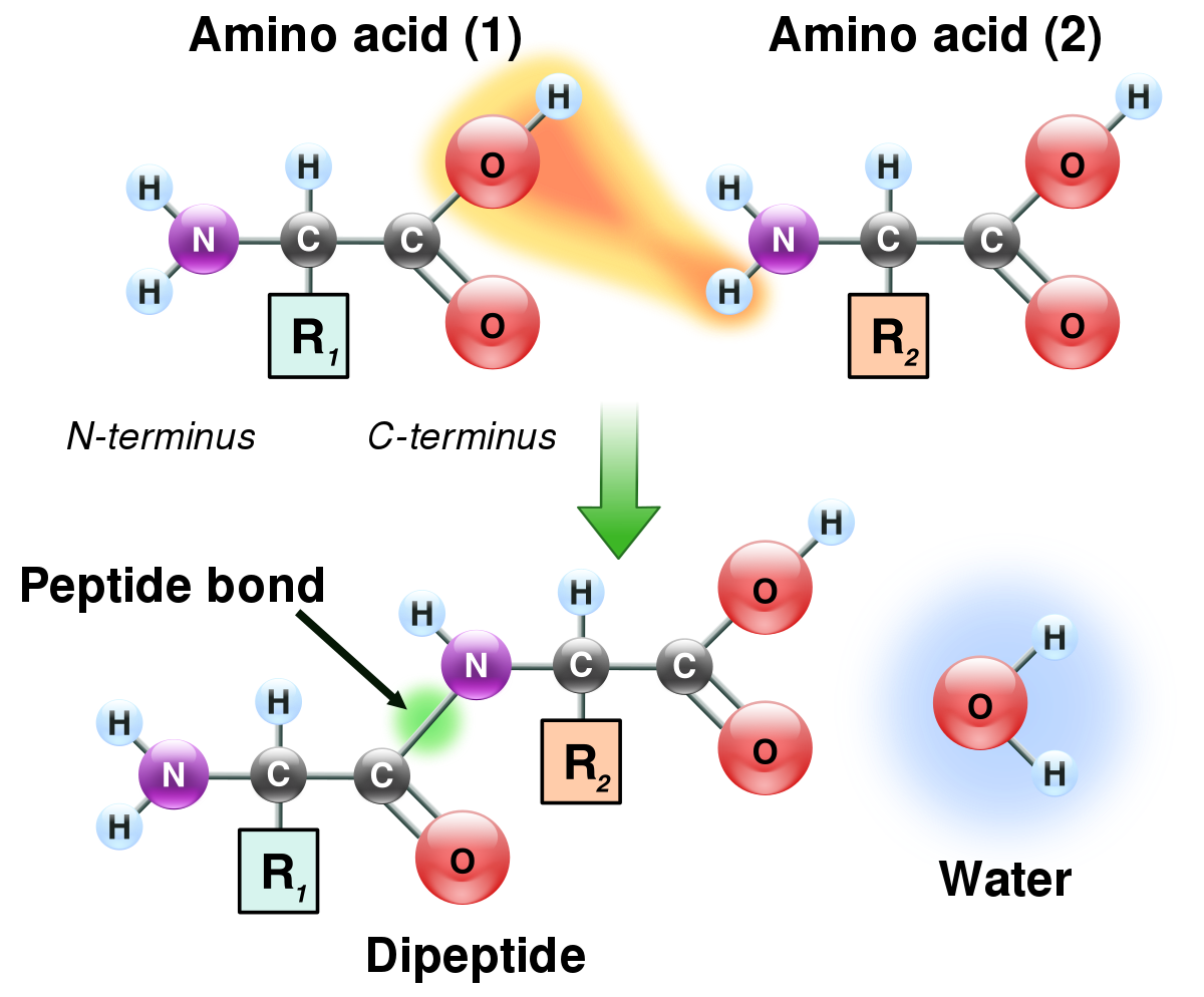 Two amino acids are shown next to each other. One loses a hydrogen and oxygen from its carboxyl group (COOH) and the other loses a hydrogen from its amino group (NH2). This reaction produces a molecule of water (H2O) and two amino acids joined by a peptide bond (-CO-NH-). The two joined amino acids are called a dipeptide.