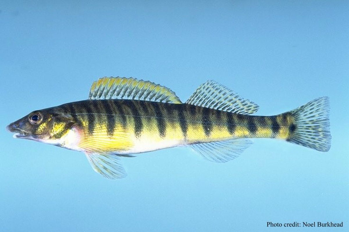 Percina