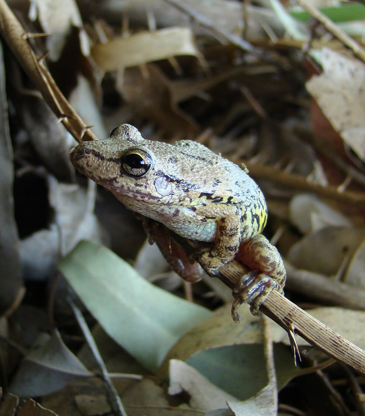 Scinax fuscovarius