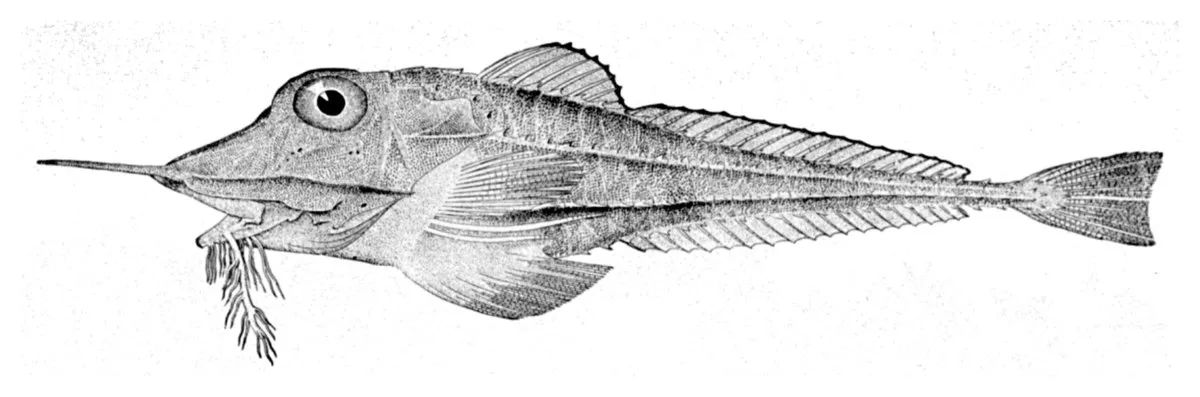 Peristedion longispatha