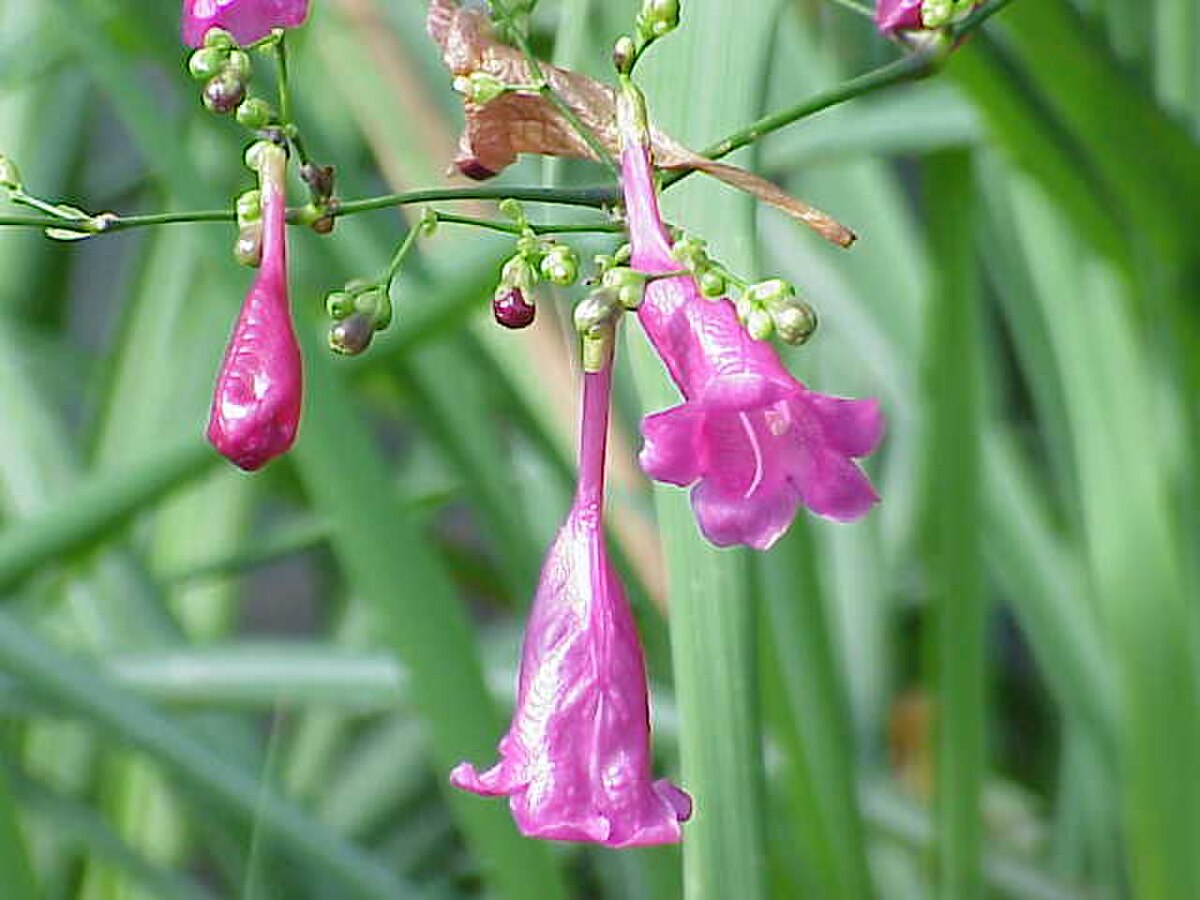 Peristrophe