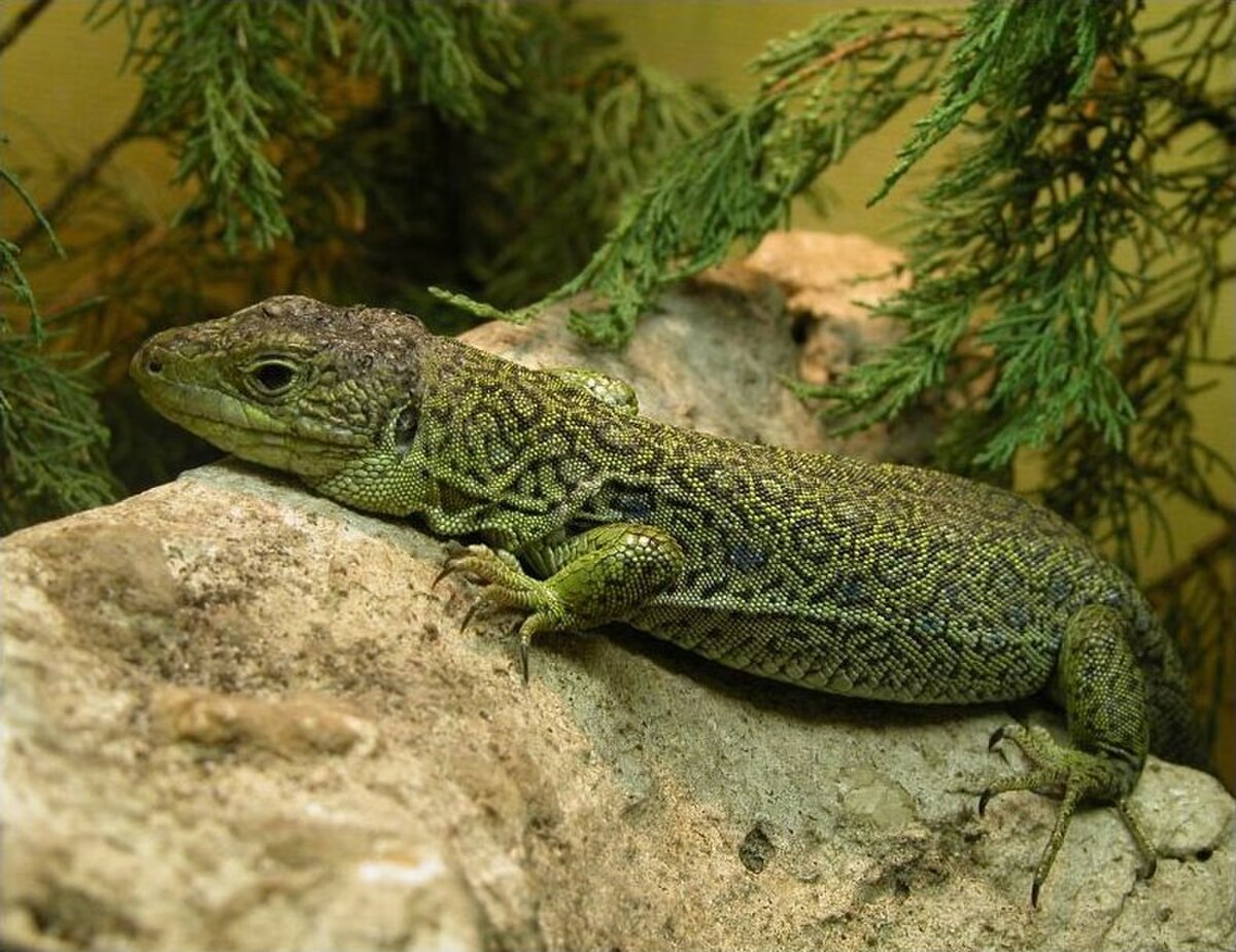 Lézard ocellé