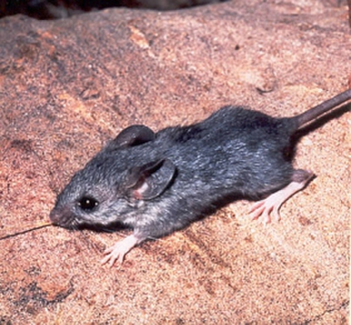Peromyscus eremicus
