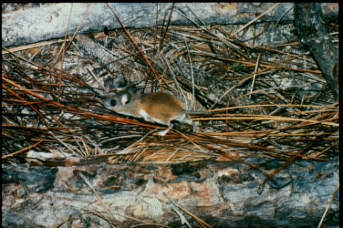 Souris de coton