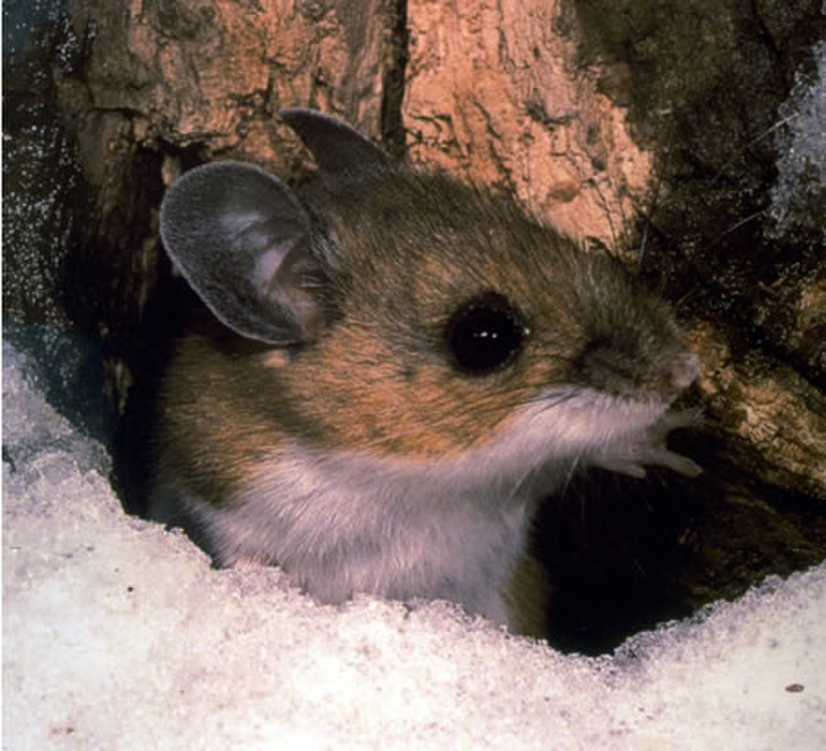 Peromyscus