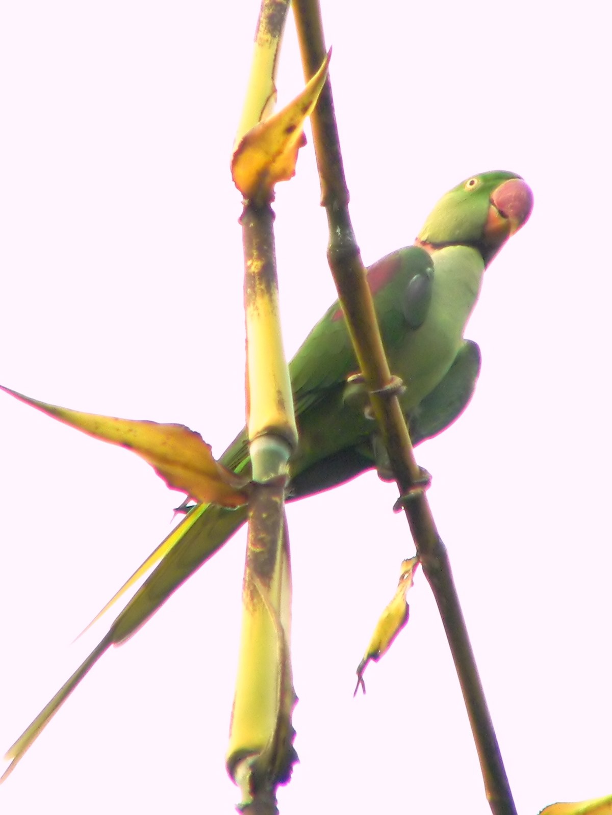 Psittacula